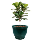 Sunnydaze Round Glazed Ceramic Planter with Drainage