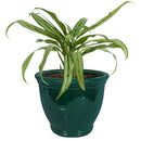 Sunnydaze Round Glazed Ceramic Planter with Drainage
