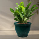 Sunnydaze Round Glazed Ceramic Planter with Drainage
