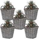 5 wicker planters with plants